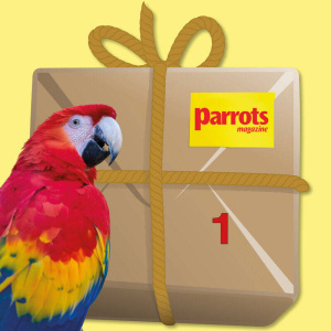 macaw_bundle1