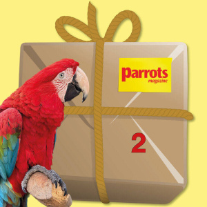 macawbundle2