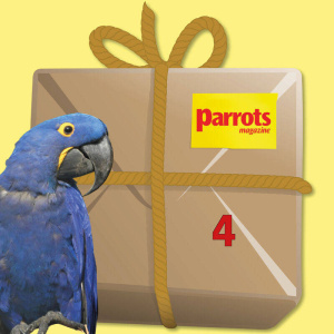macawbundle4