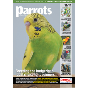 parrots_mag_341_vw_cover_500_372706161