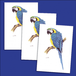 20 Parrot cards and envelopes - Blue & Gold Macaw