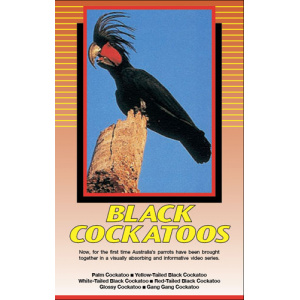 Land of Parrots - Black Cockatoos